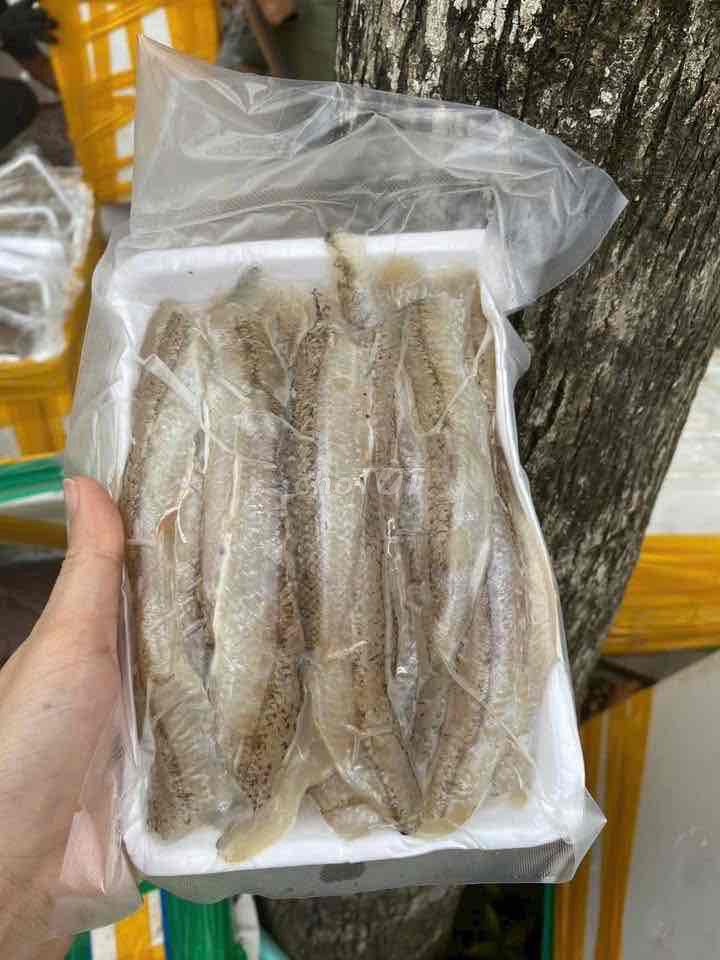 Cá mối 1 nắng hút chân không. Mua bán Đồ ăn, thực phẩm và các loại khác tại Huyện Thuỷ Nguyên Hải Phòng được đăng bởi Hs Biển hình 1