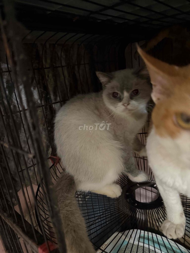 Mèo cái hơn 1 tuổi Trắng xám. Mua bán Mèo tại Quận Ba Đình Hà Nội được đăng bởi Dương Minh Hằng hình 1