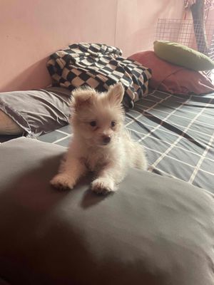 Chó Phốc Sóc Lai Nhật 2 tháng