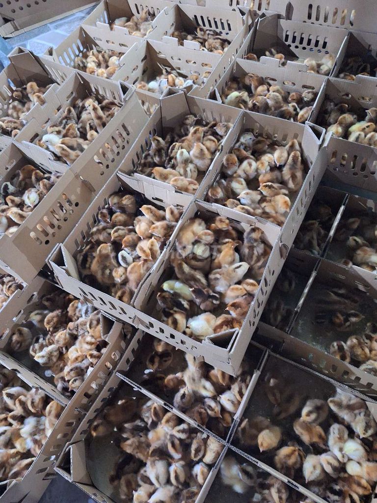 Gà con giống mới nở đã tiêm. Mua bán Gà tại Quận 12 Tp Hồ Chí Minh được đăng bởi Lê Thị Hảo hình 1