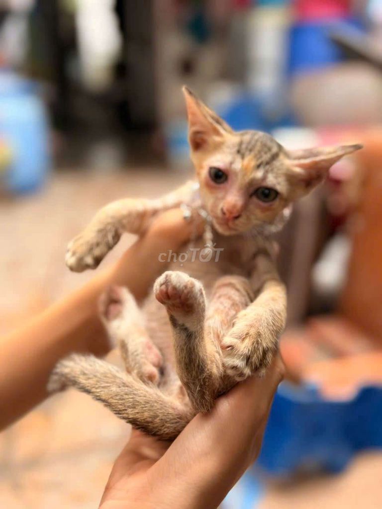 Mèo con cái Vàng kem pha vằn. Mua bán Mèo tại Quận Ninh Kiều Cần Thơ được đăng bởi Nguyễn Thêu hình 1