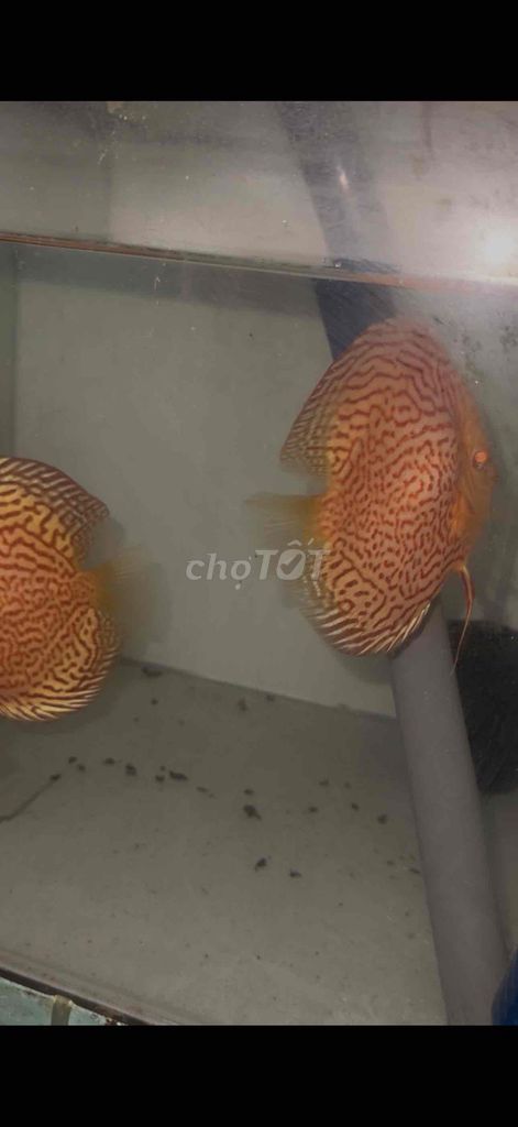 Cá dĩa beo albino 10-11 cm cam vàng chưa sinh sản. Mua bán Thú cưng khác tại Quận 8 Tp Hồ Chí Minh được đăng bởi huỳnh nhất hình 1