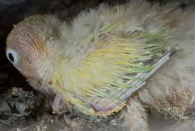 LOVEBIRD VIỀN NON ĐÚT BỘT THUẦN. Mua bán Chim tại Quận 3 Tp Hồ Chí Minh được đăng bởi Đoàn Đức Minh