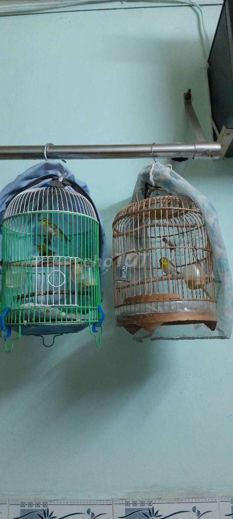 KHIYÊN BẪY ĐƯỢC. Mua bán Chim tại Quận Bình Tân Tp Hồ Chí Minh được đăng bởi Tấn biêu hình 1