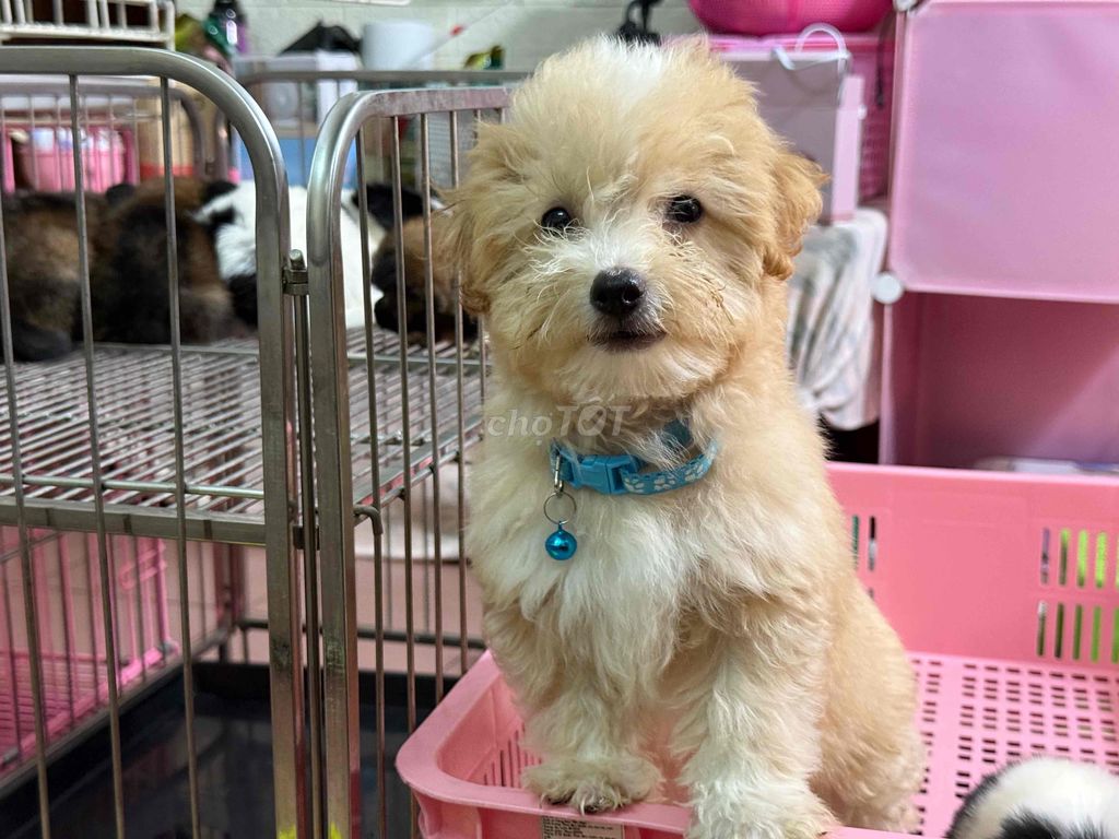 poodle kem vàng xinh xắn