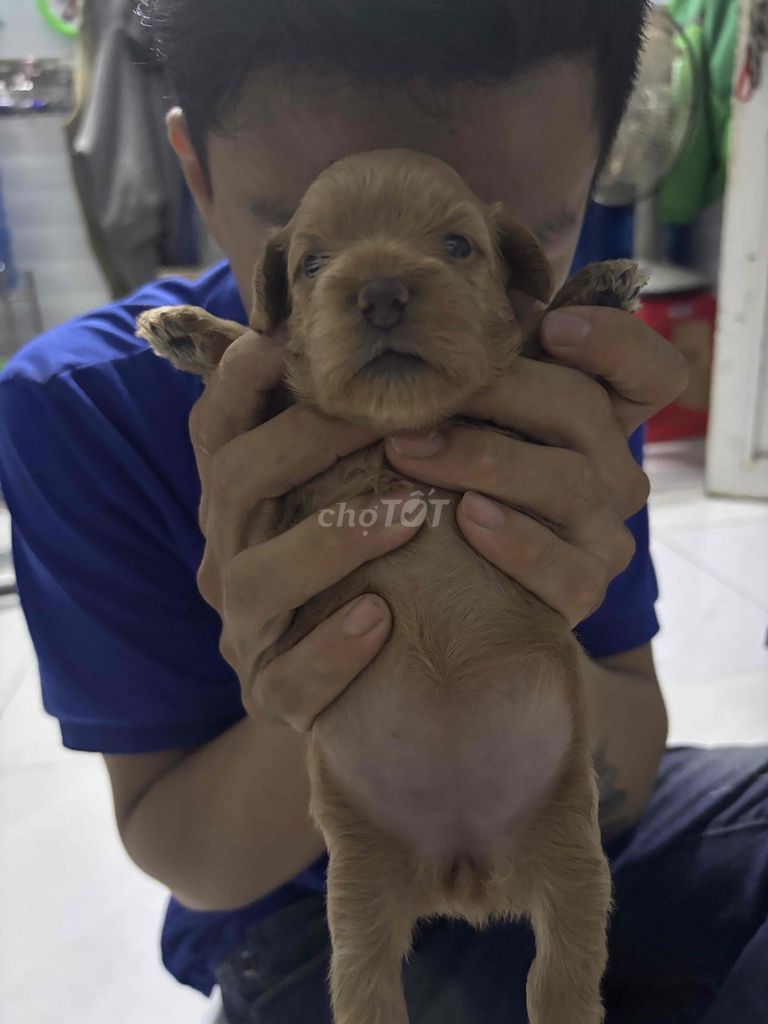 Chó Poodle 1 tháng 30 ngày 1 mũi. Mua bán Chó tại Huyện Đức Hòa Long An được đăng bởi Vy Vy hình 1