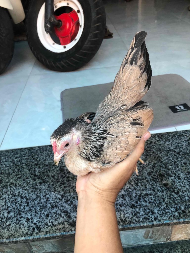 Gà Cái. Mua bán Gà tại Huyện Nhà Bè Tp Hồ Chí Minh được đăng bởi LÊ VĂN GIÀU hình 1