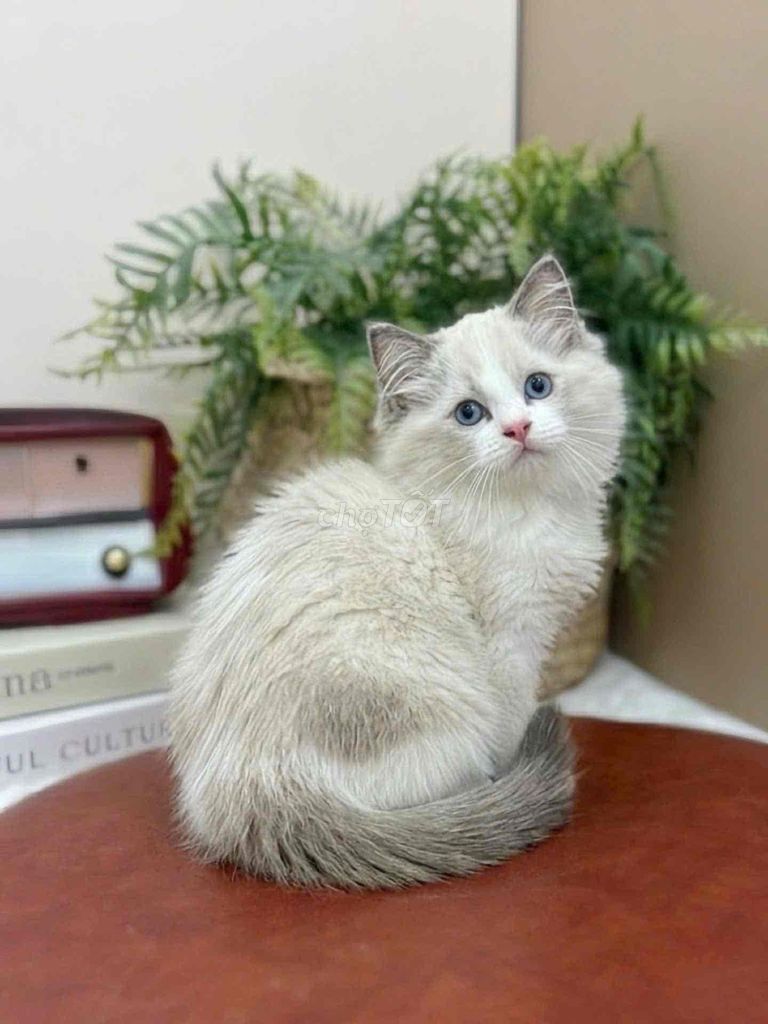 mèo Ragdoll sẵn HCM. Mua bán Mèo tại Quận 8 Tp Hồ Chí Minh được đăng bởi ti pet town hình 1