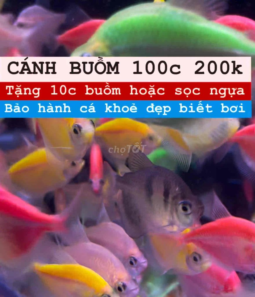 Combo cá cánh buồm dạ quang, sỉ lẻ 2k