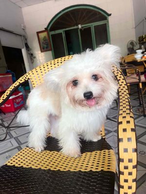 SHIH-TZU TAI BƯỚM (ĐỰC). Mua bán Chó tại Huyện Hóc Môn Tp Hồ Chí Minh được đăng bởi Chang