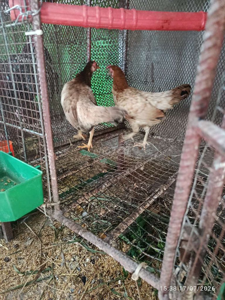 Gà tre mái nâu 4.5 lạng Đồng Nai. Mua bán Gà tại Thành phố Biên Hòa Đồng Nai được đăng bởi quang ro hình 1
