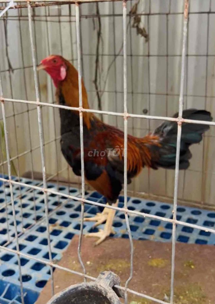 Gà Tre trạng 1k3 lẻ thay lông. Mua bán Gà tại Huyện Long Hồ Vĩnh Long được đăng bởi Gà Tre Kiểng hình 1