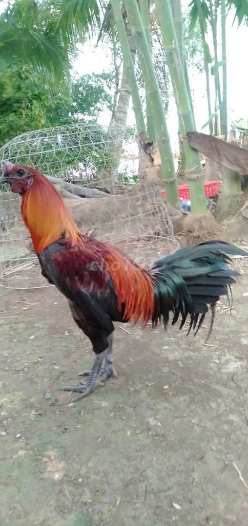 Gà trống 3kg Đỏ, đen. Mua bán Gà tại Huyện Phong Điền Cần Thơ được đăng bởi Ký cần Thơ  hình 1
