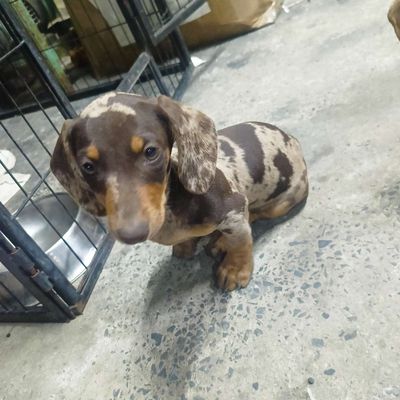 Chó Lạp xưởng đực đã tiêm 3 mũi 1 mũi dại