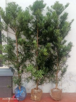 Cây tùng giống. Mua bán Cây cảnh, đồ trang trí tại Thành phố Ninh Bình Ninh Bình được đăng bởi nhà vườn Bình yên