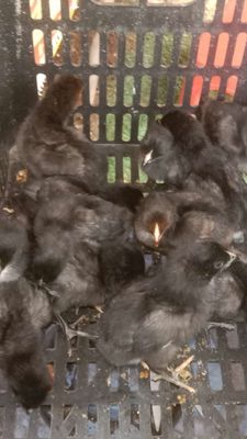 Lô gà giống đẹp khỏi chê vác xin rùi. Mua bán Gà tại Thành phố Thuận An Bình Dương được đăng bởi Le binh