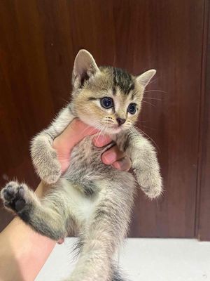 Cần Tìm chủ mới cho 4 B.Mèo Anh Lông Ngắn ,400k/Bé. Mua bán Mèo tại Quận Bình Tân Tp Hồ Chí Minh được đăng bởi SHOP CÓ GÌ BÁN ĐÓ 