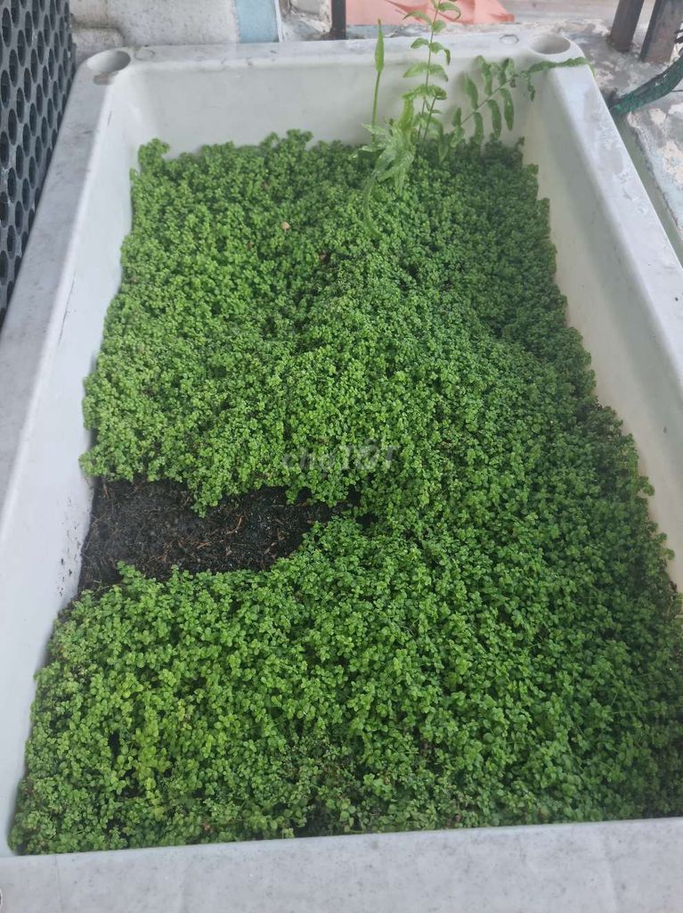 Cây cảnh Trân châu ngọc trai xanh lá. Mua bán Cây cảnh, đồ trang trí tại Huyện Hóc Môn Tp Hồ Chí Minh được đăng bởi hà hình 1