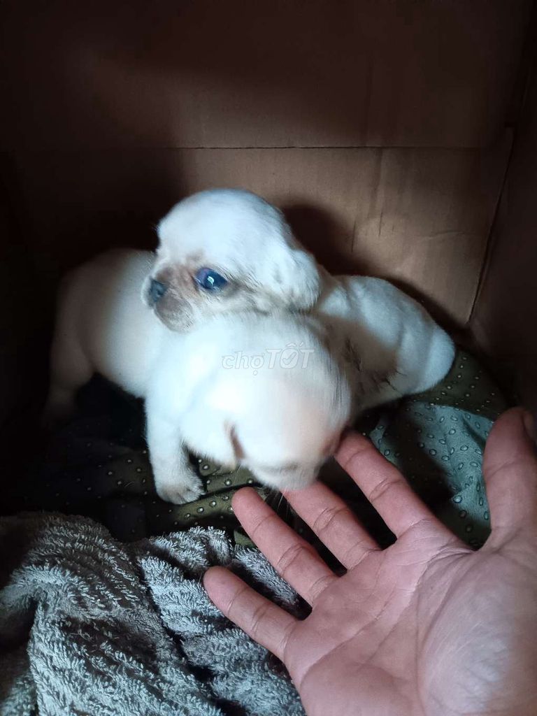 2 bé Pug xệ đực thuần chủng. Mua bán Chó tại Huyện Phụng Hiệp Hậu Giang được đăng bởi GÀ ĐÁ HẬU GIANG hình 3