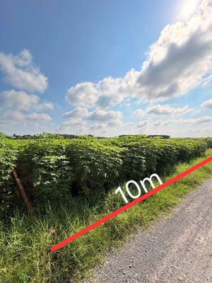 CẦN BÁN ĐẤT 350M2, TÂN CHÂU - TÂY NINH , giá tốt