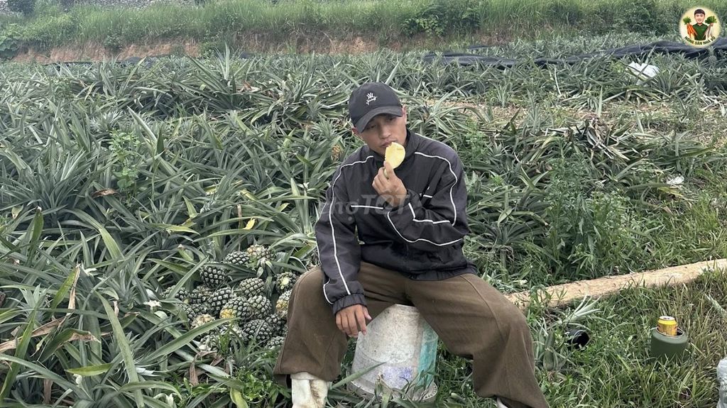 Dứa sấy khô Nông Sản Nhà Vũ Chua ngọt Xứ Nghệ. Mua bán Đồ ăn, thực phẩm và các loại khác tại undefined Nghệ An được đăng bởi Quốc Anh Lê hình 1
