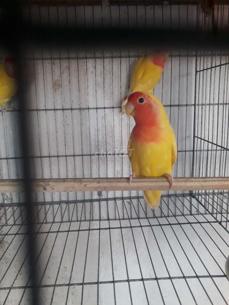 Cặp lovebird không viền