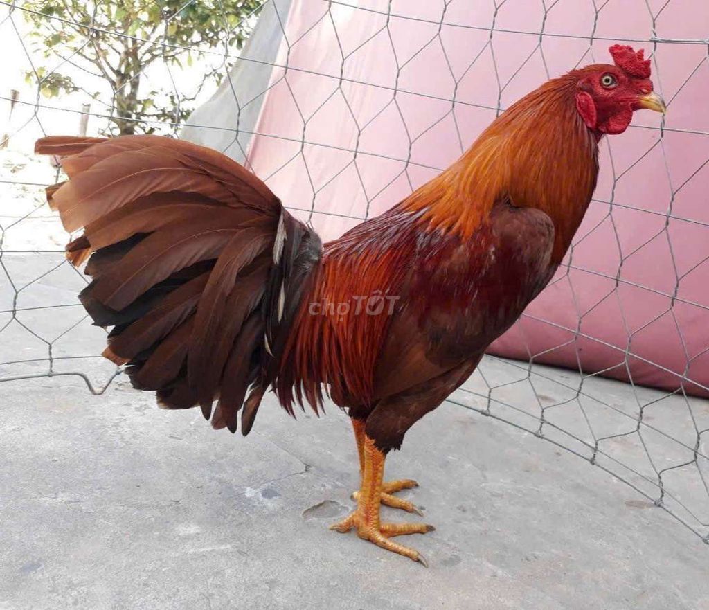 3kg4, đại giáp 2 bên hàng vip. Mua bán Gà tại Huyện Tri Tôn An Giang được đăng bởi sang nguyễn hình 1