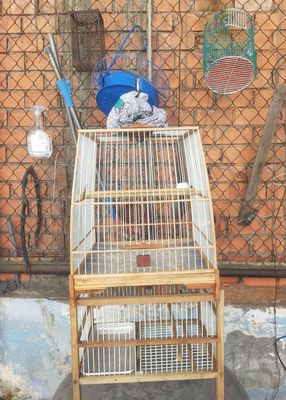 combo lông chim cần giao lưu