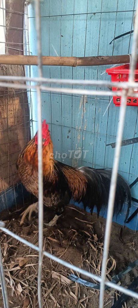 Gà trống hư bên mắt. Mua bán Gà tại Huyện Cao Lãnh Đồng Tháp được đăng bởi Huỳnh Văn Tâm hình 1