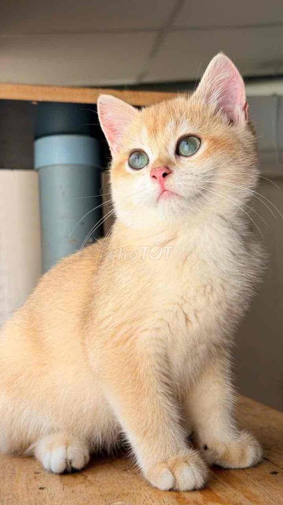 Mèo Golden NY12 Thuần chủng. Mua bán Mèo tại Quận Thanh Khê Đà Nẵng được đăng bởi Nguyễn Quang Hiếu  hình 1