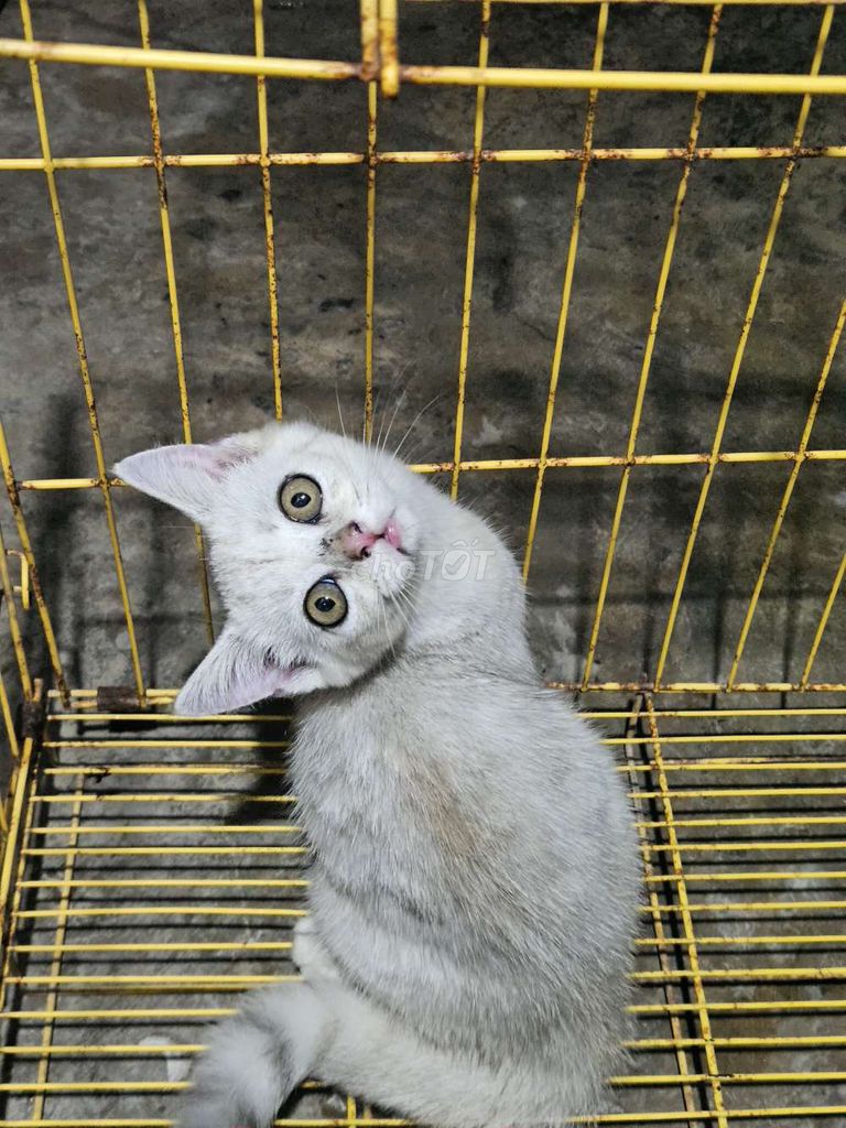 Mèo Anh lông ngắn Cái màu Trắng. Mua bán Mèo tại Thành phố Mỹ Tho Tiền Giang được đăng bởi Đạt Mỹ Tho  hình 1