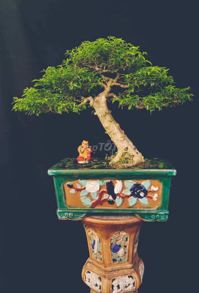 Cây cảnh Mai Chiếu Thủy 50cm 65cm chậu Gốm sứ. Mua bán Cây cảnh, đồ trang trí tại Huyện Hóc Môn Tp Hồ Chí Minh được đăng bởi Xuân Quang 55 hình 1