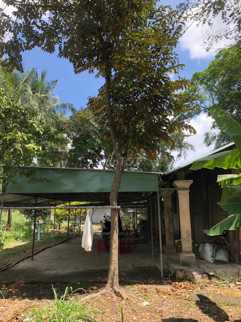 Cây vú sữa Tầm Vu Long An h70. Mua bán Cây cảnh, đồ trang trí tại Quận 1 Tp Hồ Chí Minh được đăng bởi Bán tùm lum hình 1