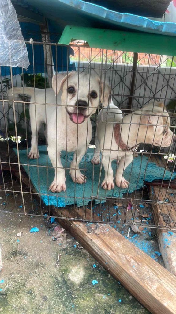 Chó Trắng. Mua bán Chó tại Thành phố Biên Hòa Đồng Nai được đăng bởi quang thong hình 1