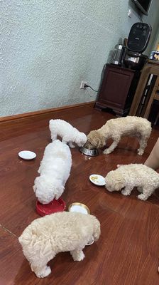 Chó Poodle trắng nâu 2 tháng tuổi