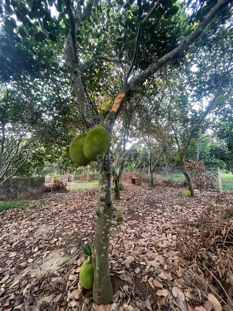 Bán vườn trái cây Ấp 2 - Bình Lộc