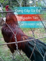 Nguyễn Tân - 0338313839