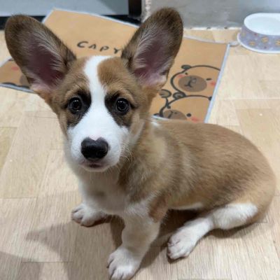 Cần tìm chủ mới yêu thương ạ. Mua bán Chó tại Quận Ngũ Hành Sơn Đà Nẵng được đăng bởi Huyền