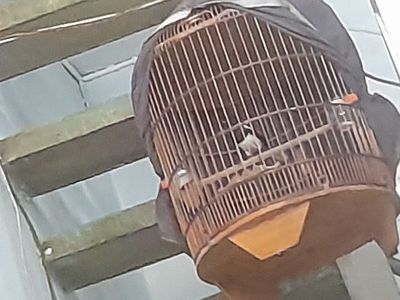 Thanh lý chích chòe than như clip chim không lồng. Mua bán Chim tại Quận 11 Tp Hồ Chí Minh được đăng bởi nguaca