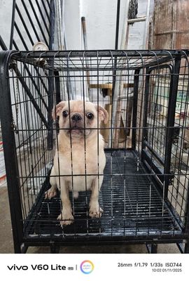 Chó Pug đực 10 tháng. Mua bán Chó tại Quận Phú Nhuận Tp Hồ Chí Minh được đăng bởi Hiền Lương Thy