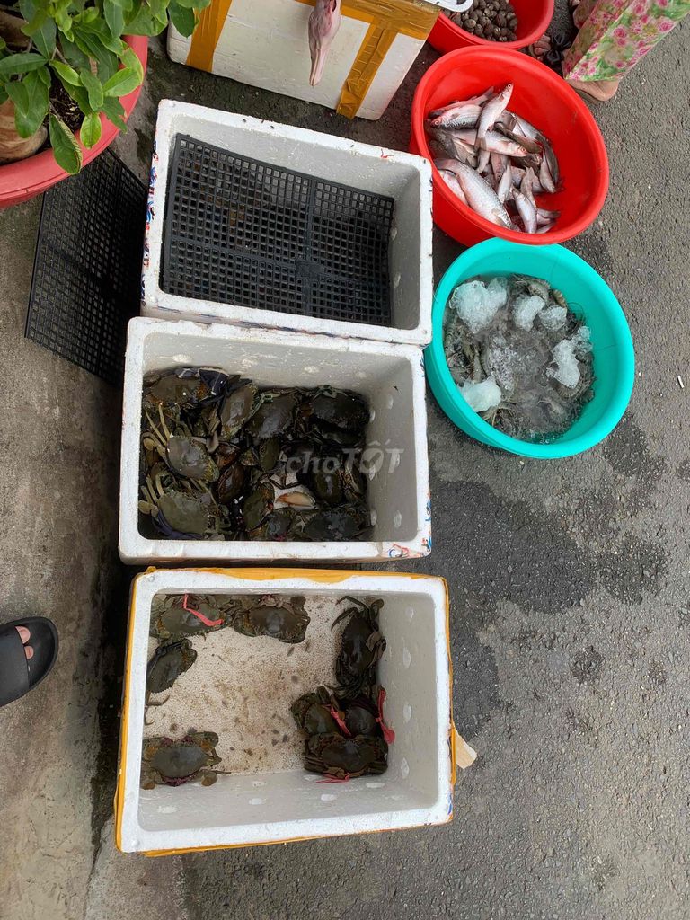 Tôm cua cá (Cà Mau). Mua bán Đồ ăn, thực phẩm và các loại khác tại Thành phố Thuận An Bình Dương được đăng bởi Nhật Duy hình 1