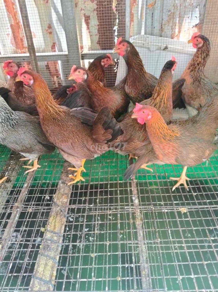bầy Gà tre khoang 1.2kg gl chó cỏ. Mua bán Gà tại Quận Bình Thạnh Tp Hồ Chí Minh được đăng bởi Nguyễn ngọc bảo hình 1