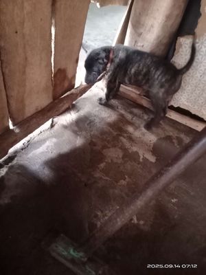 Mông cọc siêu ú _ lưỡi đen móng đeo ạ. Mua bán Chó tại Huyện Chợ Mới An Giang được đăng bởi Bill Kei