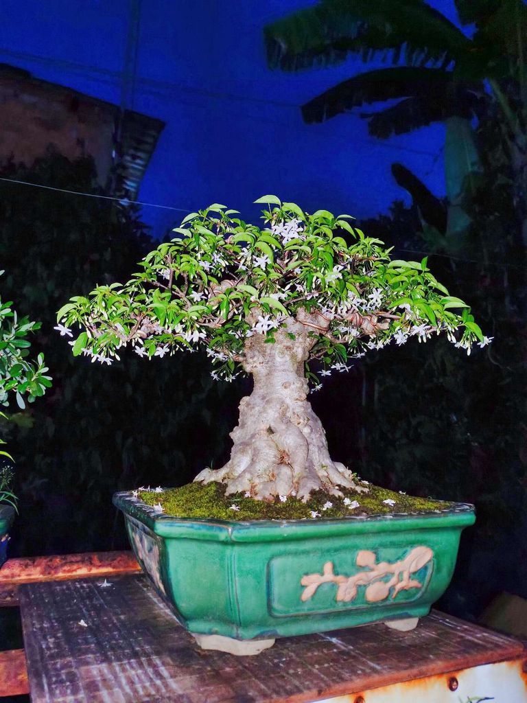 Cây Mai Chiếu Thủu bonsai cao 35cm vip