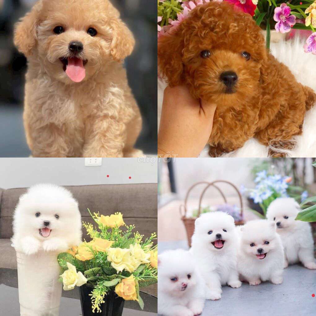 Chó poodle, pom mini 2 tháng tuổi