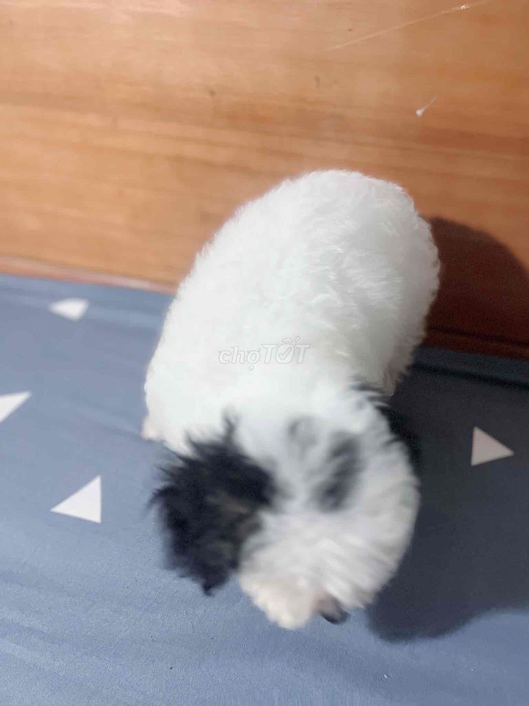 ❤️ POODLE CÁI TRẮNG PARTY BÒ SỮA SIZE TINY ❤️. Mua bán Chó tại Huyện Hóc Môn Tp Hồ Chí Minh được đăng bởi Chang hình 4