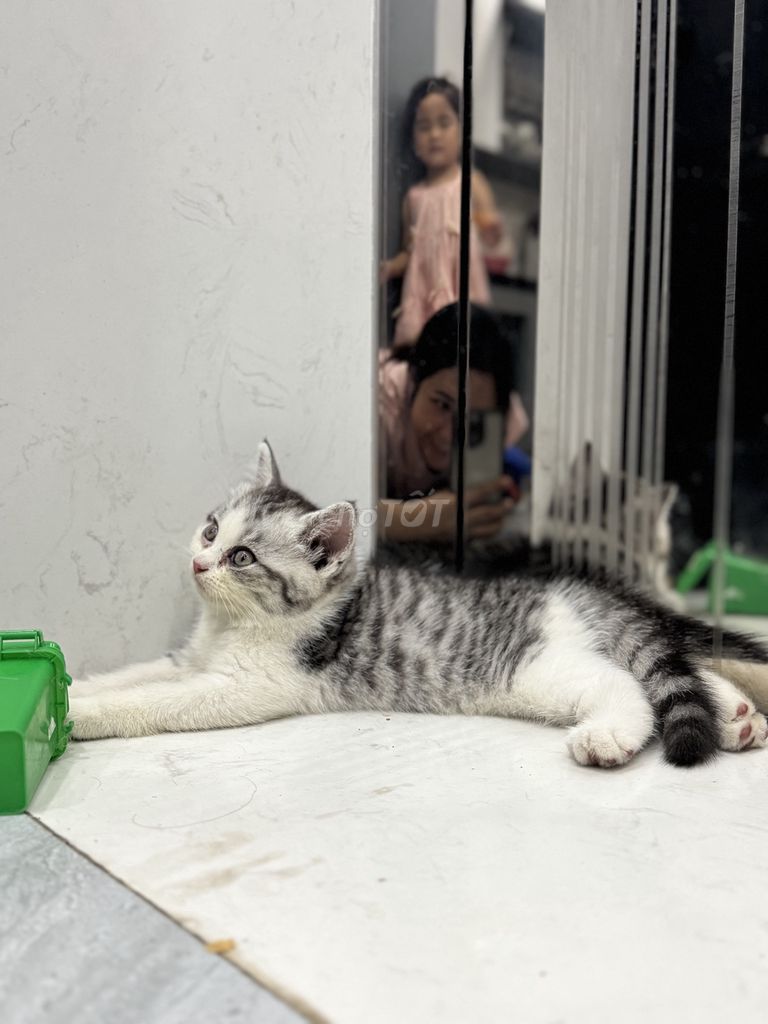 Mèo con thuần Anh lông ngắn của nhà đẻ. Mua bán Mèo tại Quận Bắc Từ Liêm Hà Nội được đăng bởi Nguyễn Thị Minh Tâm hình 3