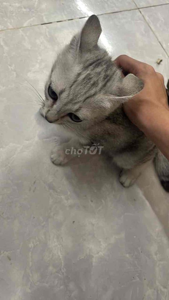 Mèo mướp lai Anh Xám trắng. Mua bán Mèo tại Quận Bình Tân Tp Hồ Chí Minh được đăng bởi Thành Ân hình 1