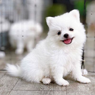 Chó Pomeranian Trắng đã tiêm phòng