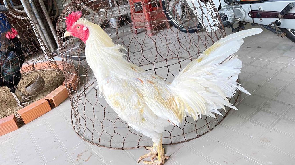 bướm 3,9kg. Mua bán Gà tại Quận 12 Tp Hồ Chí Minh được đăng bởi Thùy vân hình 1